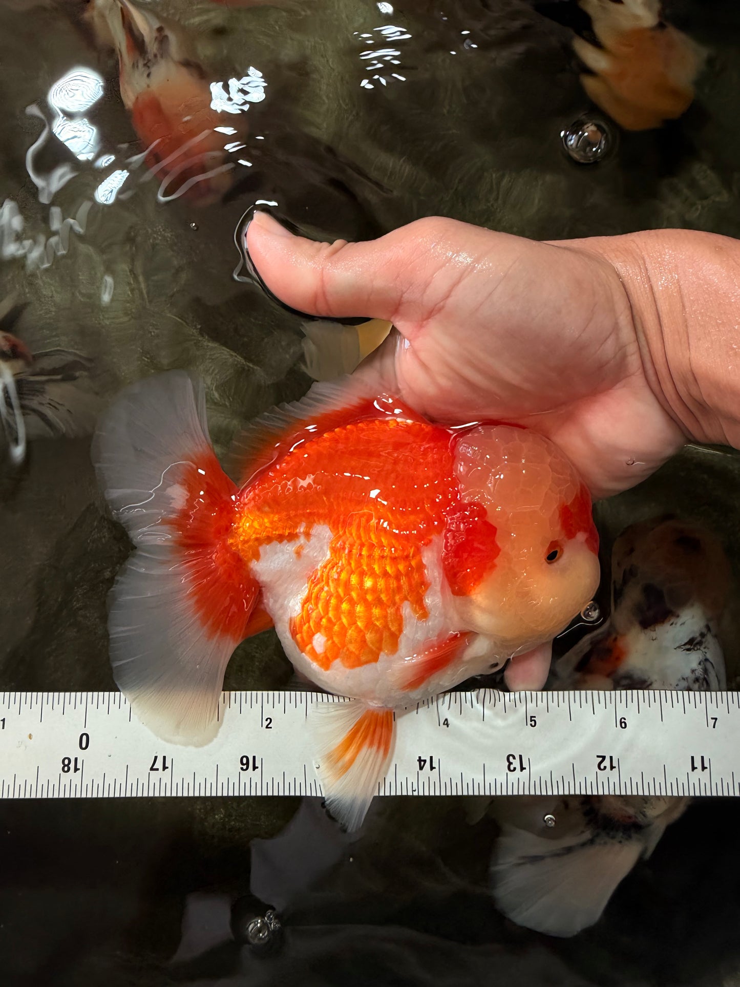 AAA Grade Red White Oranda Male 5.5-6 inches #071726OR_21