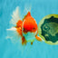 A Grade Red White Oranda Male 6 inches #081426OR_11