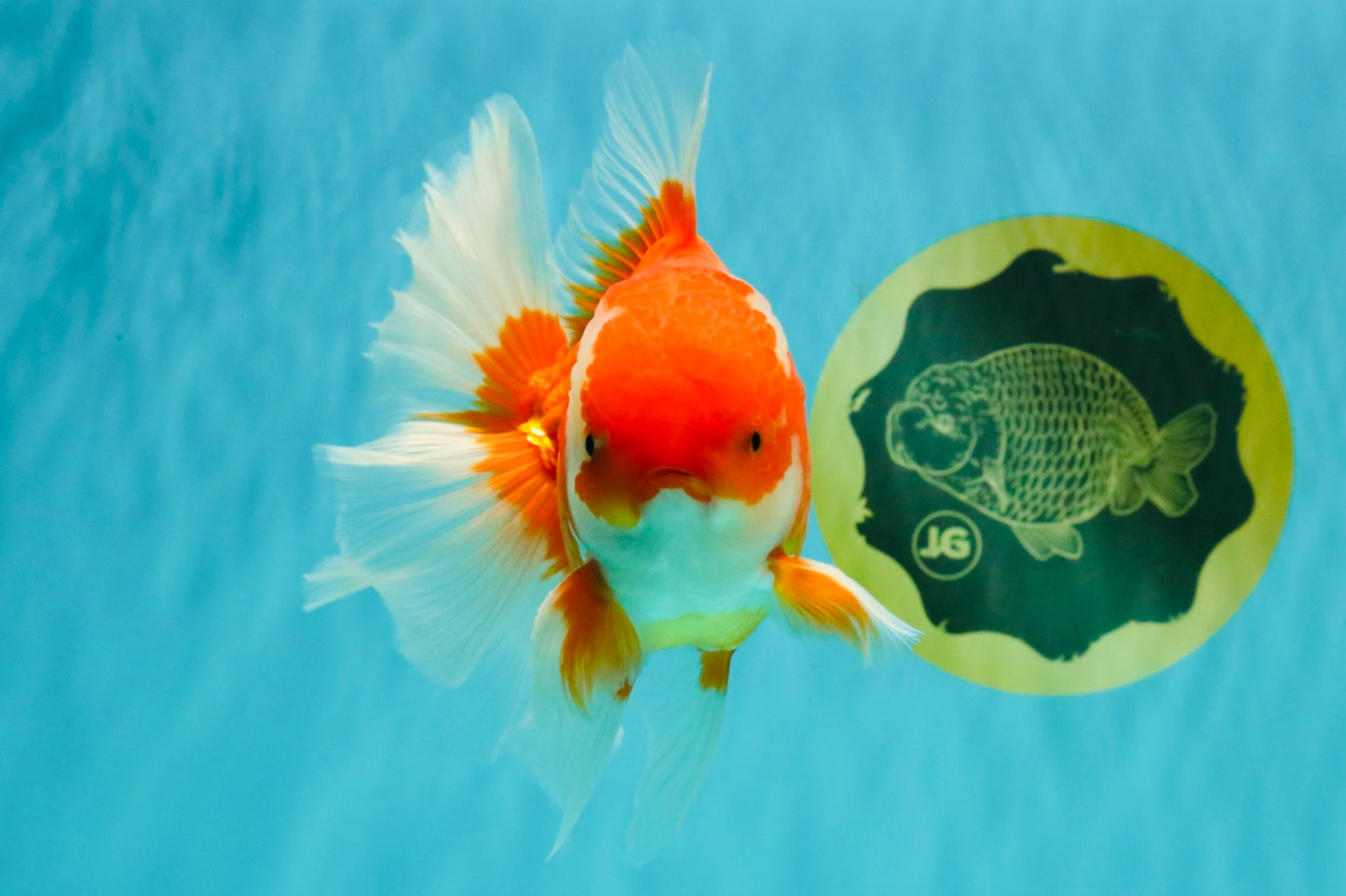 A Grade Red White Oranda Male 6 inches #081426OR_11
