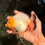 SUPER CUTE AAA Grade White Yuanbao Male 5 inches #061926YB_36