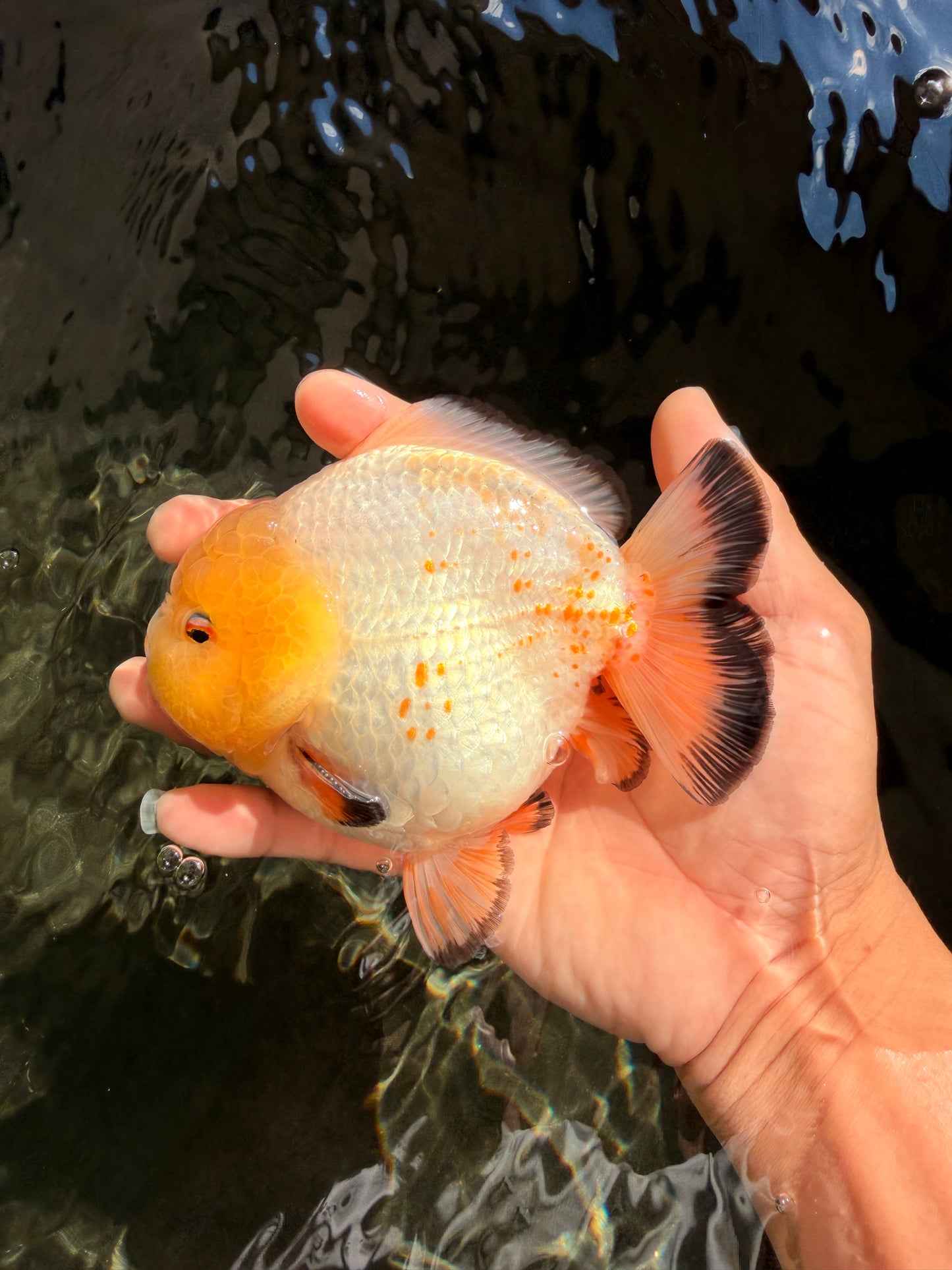SUPER CUTE AAA Grade White Yuanbao Male 5 inches #061926YB_36