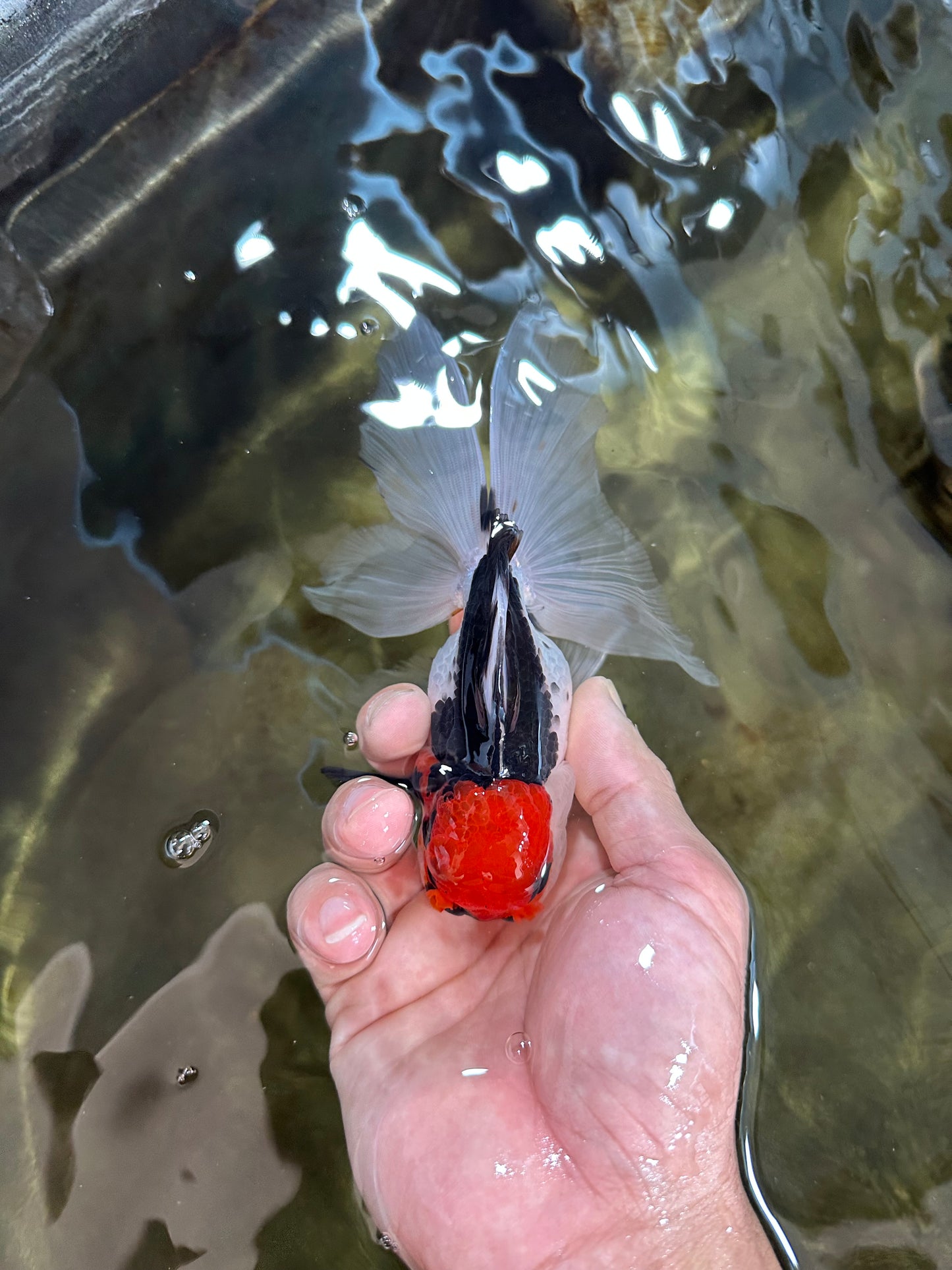 Tricolor Oranda Male 5-5.5 inches #091225OR_26
