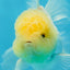 A Grade White Oranda Male 5 inches #060625OR_22