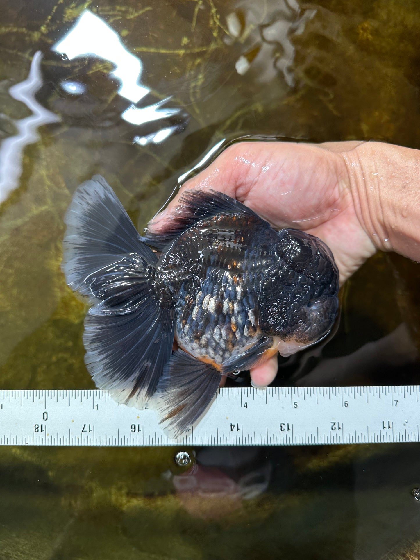 AAA Grade MIDNIGHT Kirin Oranda Male 5.5-6 inches #082925OR_15