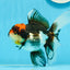 A Grade Tricolor Lava Head Oranda Female 5.5 inches #0927OR_30