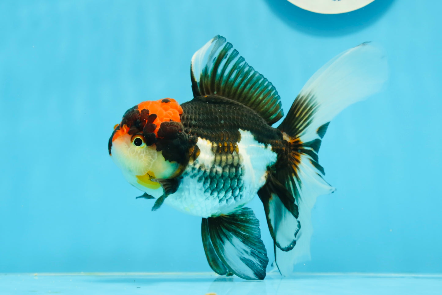 A Grade Tricolor Lava Head Oranda Female 5.5 inches #0927OR_30