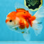SUPER CUTE A Grade Sakura Oranda Female 5.5 inches #102425OR_21