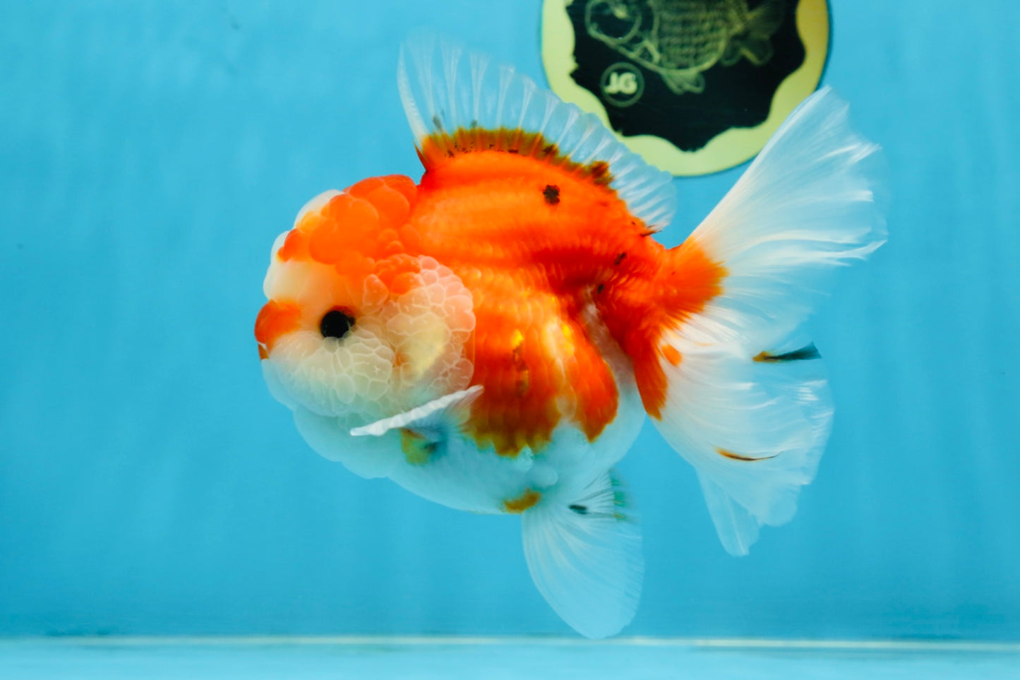 SUPER CUTE A Grade Sakura Oranda Female 5.5 inches #102425OR_21