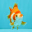 A Grade Red White Ryukin Female 3.5-4 inches #041726RK_02