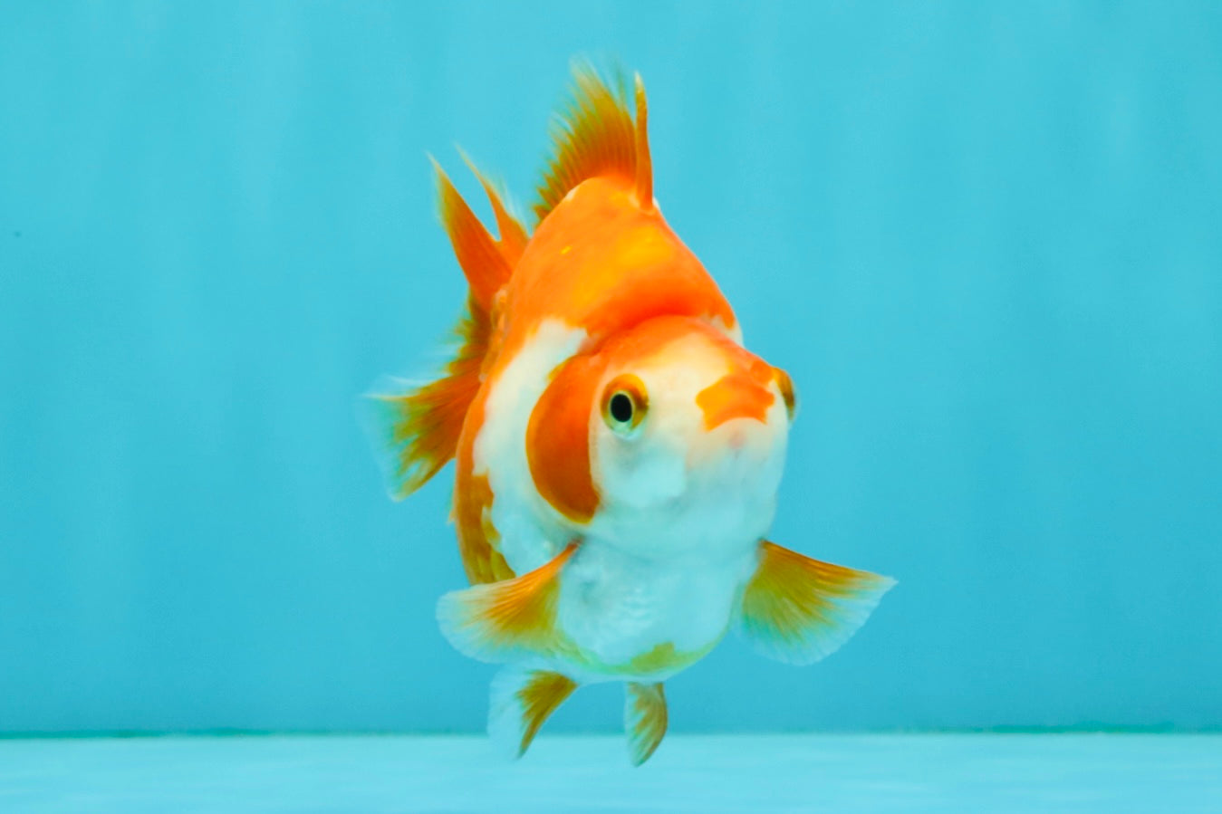 A Grade Red White Ryukin Female 3.5-4 inches #041726RK_02