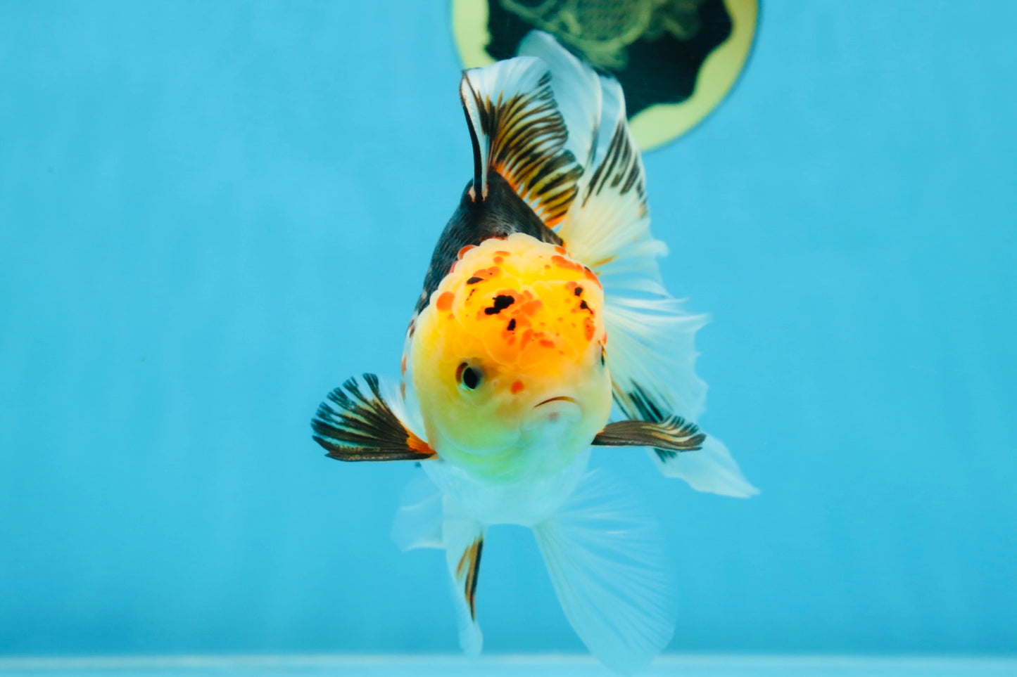 A Grade UNIQUE Tricolor Oranda Male 5.5 inches #072525OR_08
