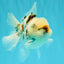 CHONKY A Grade Marble Oranda Male 5 inches #050126OR_07