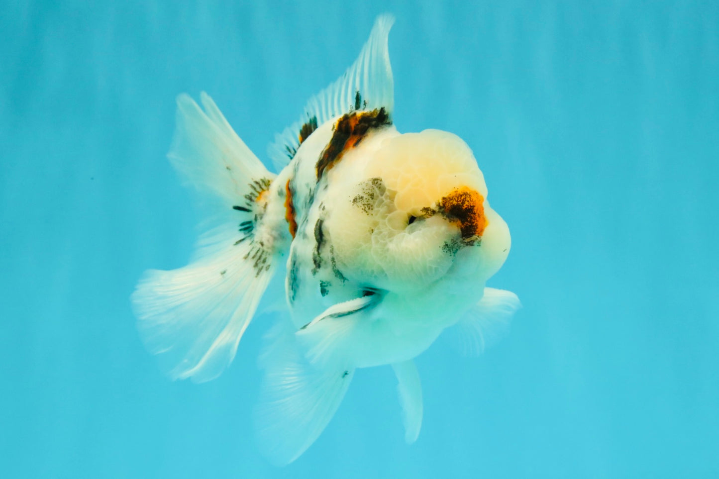 CHONKY A Grade Marble Oranda Male 5 inches #050126OR_07