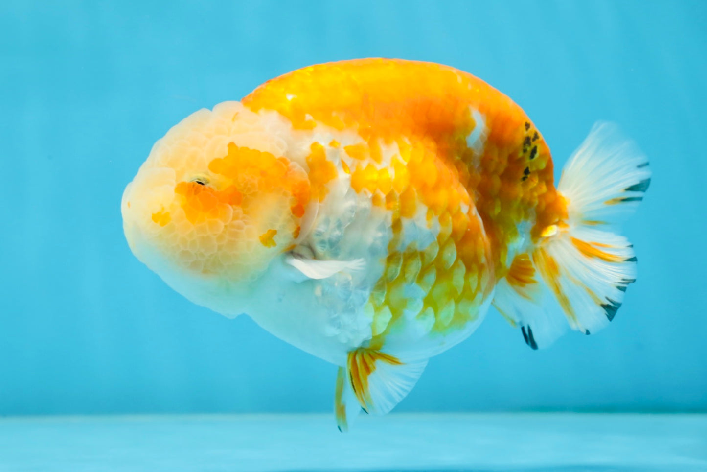 AAA Grade Sakura LionKing 5 inches #062025LC_08