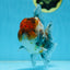 A Grade CHUBBY Calico Kirin Oranda Male 5.5  inches #091225OR_10