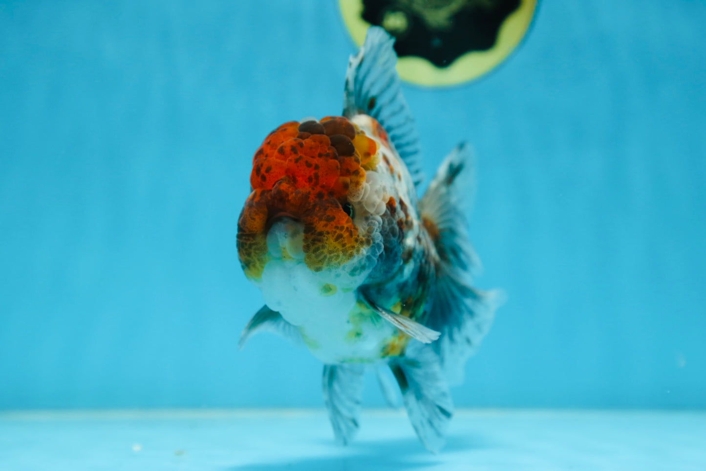 A Grade CHUBBY Calico Kirin Oranda Male 5.5  inches #091225OR_10