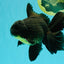 AAA Grade Black Oranda Male 6.5 inches #102326OR_08
