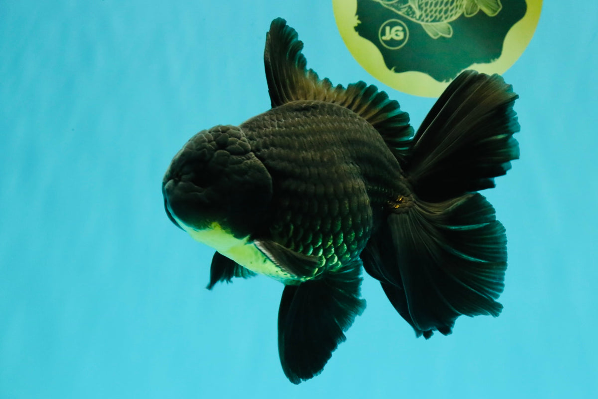 AAA Grade Black Oranda Male 6.5 inches #102326OR_08