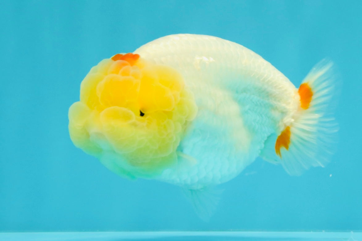 A Grade Red White LionQueen 4.5 inches #031326LC_07