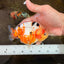 AAA Grade Tricolor Milk Cow Ranchu Female 5 inches #101025RC_15