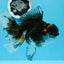 A Grade Chonky Tricolor Oranda Female 6.5 inches #0719OR_05