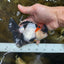 Tricolor Oranda Female 5 inches #090525OR_18