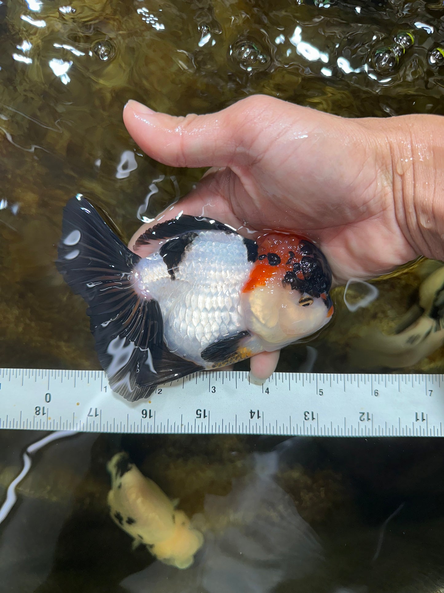 Tricolor Oranda Female 5 inches #090525OR_18