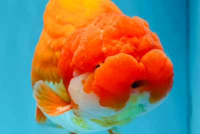 A Grade CHUBBY Red White LionKing 5.5 inches #100325LC_06