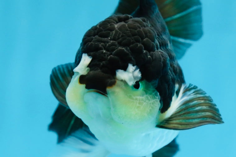 A Grade Panda Oranda Female 5.5 inches #082225OR_24