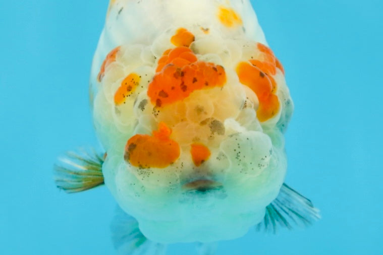 AAA Grade Tricolor LionQueen 4.5 inches #062025LC_10