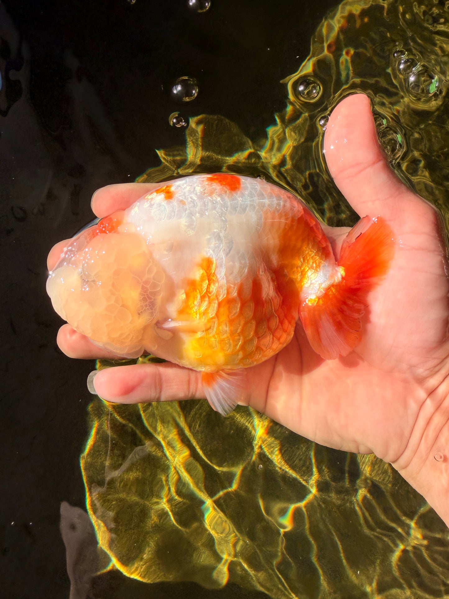 BEAUTY Sakura Chinese Ranchu Male 5-5.5 inches #032026RC_31