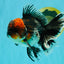AAA Grade Red Head Kirin Oranda Male 6-6.5 inches #070326OR_27