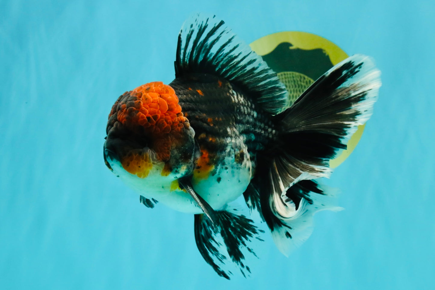 AAA Grade Red Head Kirin Oranda Male 6-6.5 inches #070326OR_27