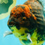 CHUNKY AAA Grade Broadtail Kirin Tiger Oranda Male 7-7.5 inches #080726OR_02