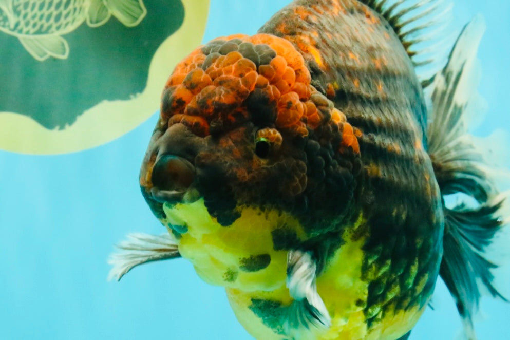 CHUNKY AAA Grade Broadtail Kirin Tiger Oranda Male 7-7.5 inches #080726OR_02