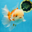 SUPER CUTE AAA Grade Red White Oranda Male 6 inches #082225OR_08