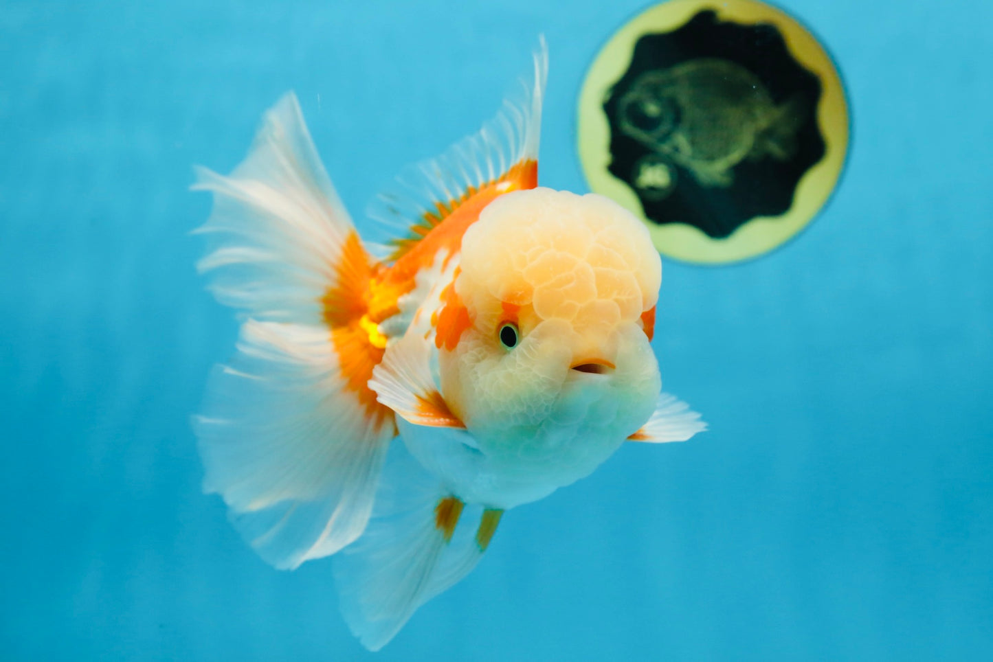 SUPER CUTE AAA Grade Red White Oranda Male 6 inches #082225OR_08