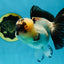 A Grade Panda Oranda Female 5-5.5 inches #050925OR_35