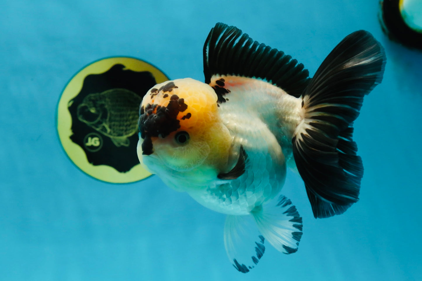 A Grade Panda Oranda Female 5-5.5 inches #050925OR_35