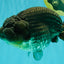 AAA Grade Super Blue LionQueen 6-6.5 inches #100226LC_23