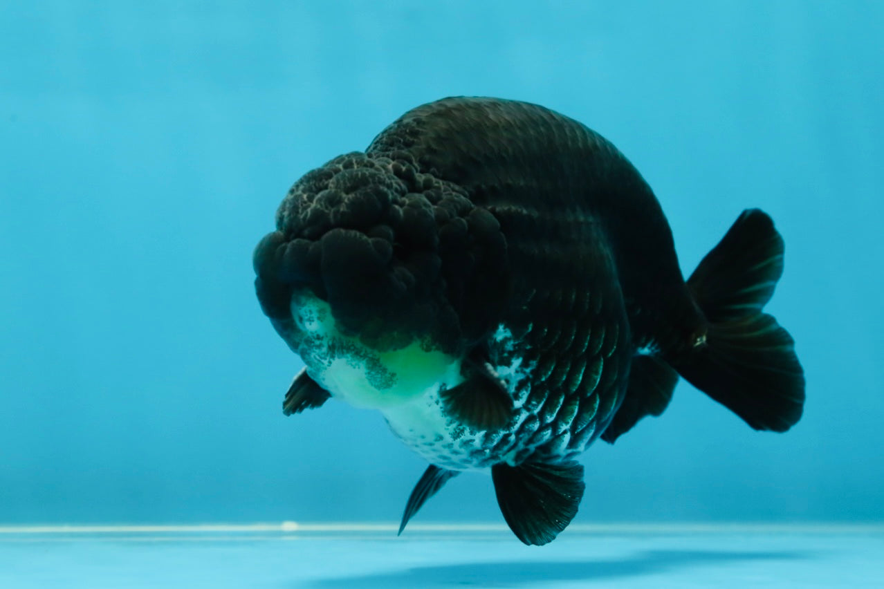 AAA Grade Black Ranchu Male 4.5-5 inches #052325RC_17