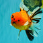 CHUNKY AAA Grade Tiger Oranda Male 6.5 inches #071726OR_27