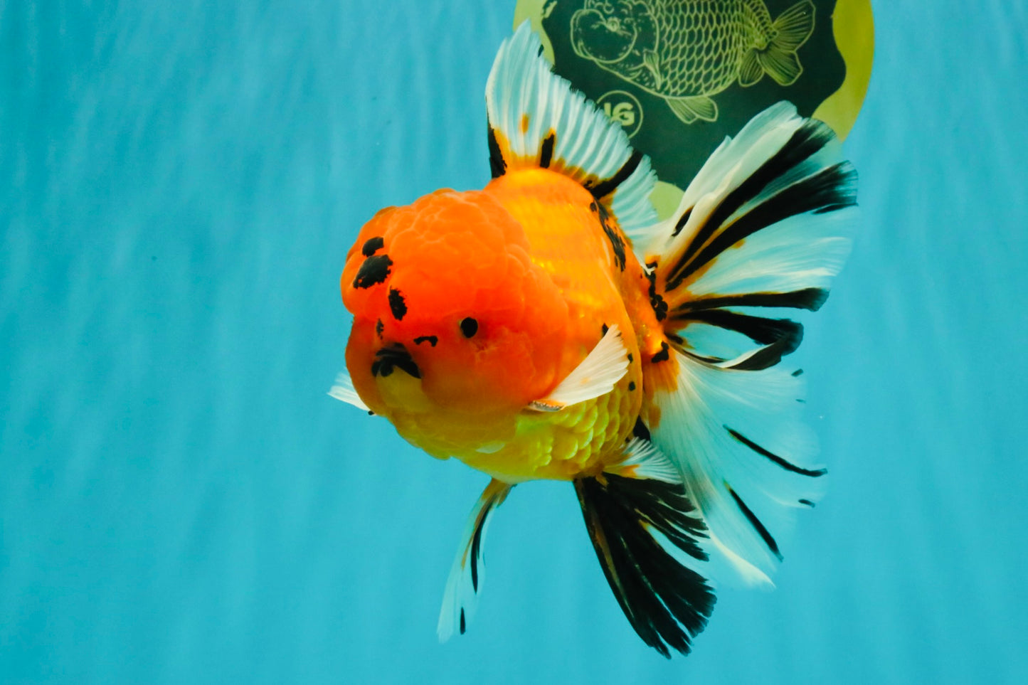 CHUNKY AAA Grade Tiger Oranda Male 6.5 inches #071726OR_27