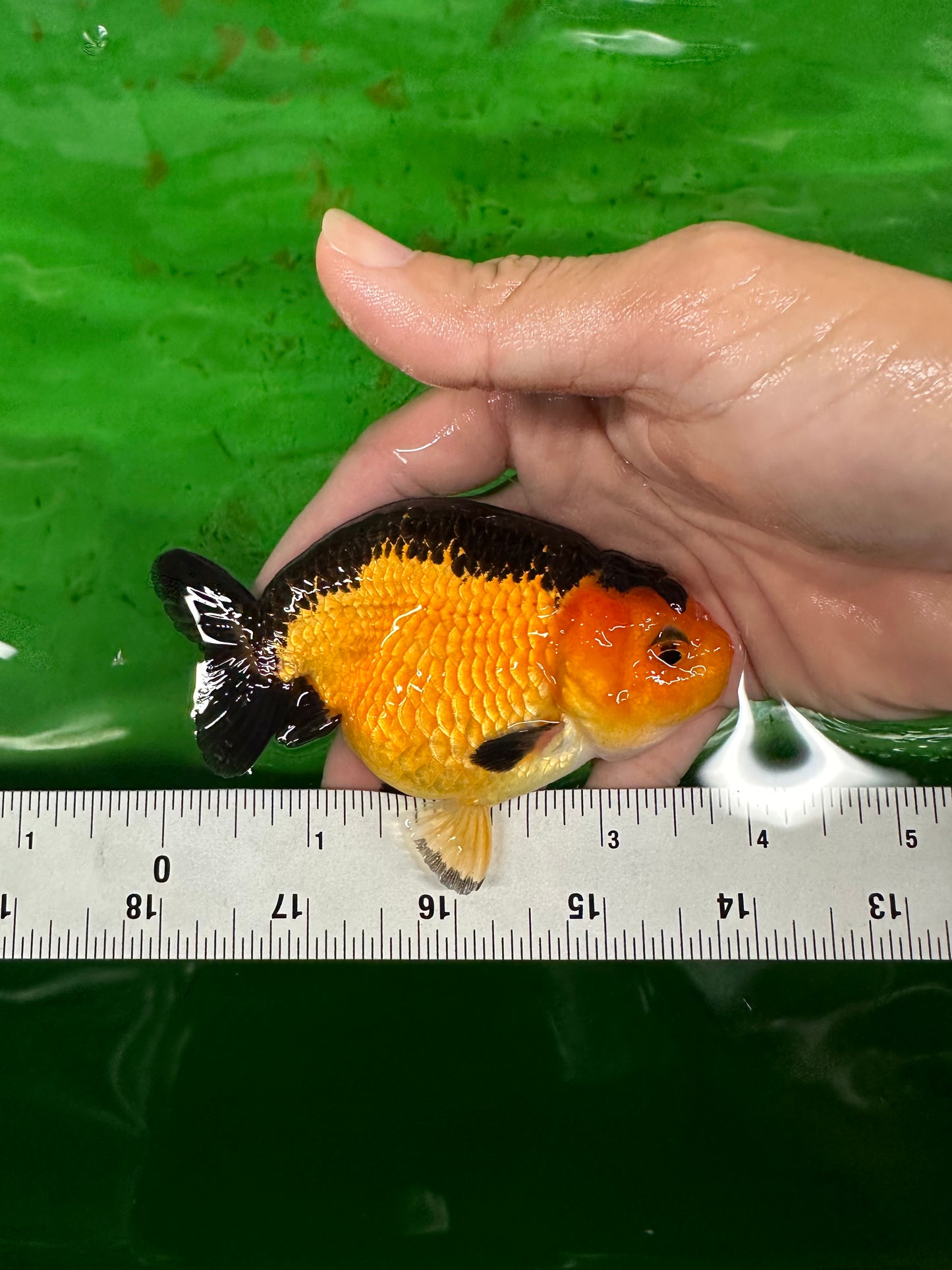 A Grade Cute Bear Apache Ranchu Male 3.5-4 inches #0726RC_29