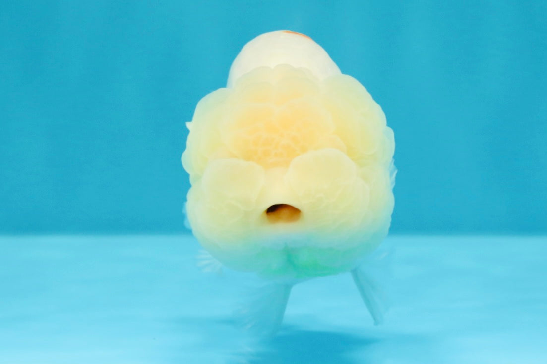 A Grade Dragon Head White LionQueen 4-4.5 inches #022726LC_23