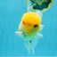 AAA Grade Marble Oranda Male 6.5 inches #022026OR_07