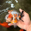 A Grade Sanke Oranda Male 4.5-5 inches #082126OR_25