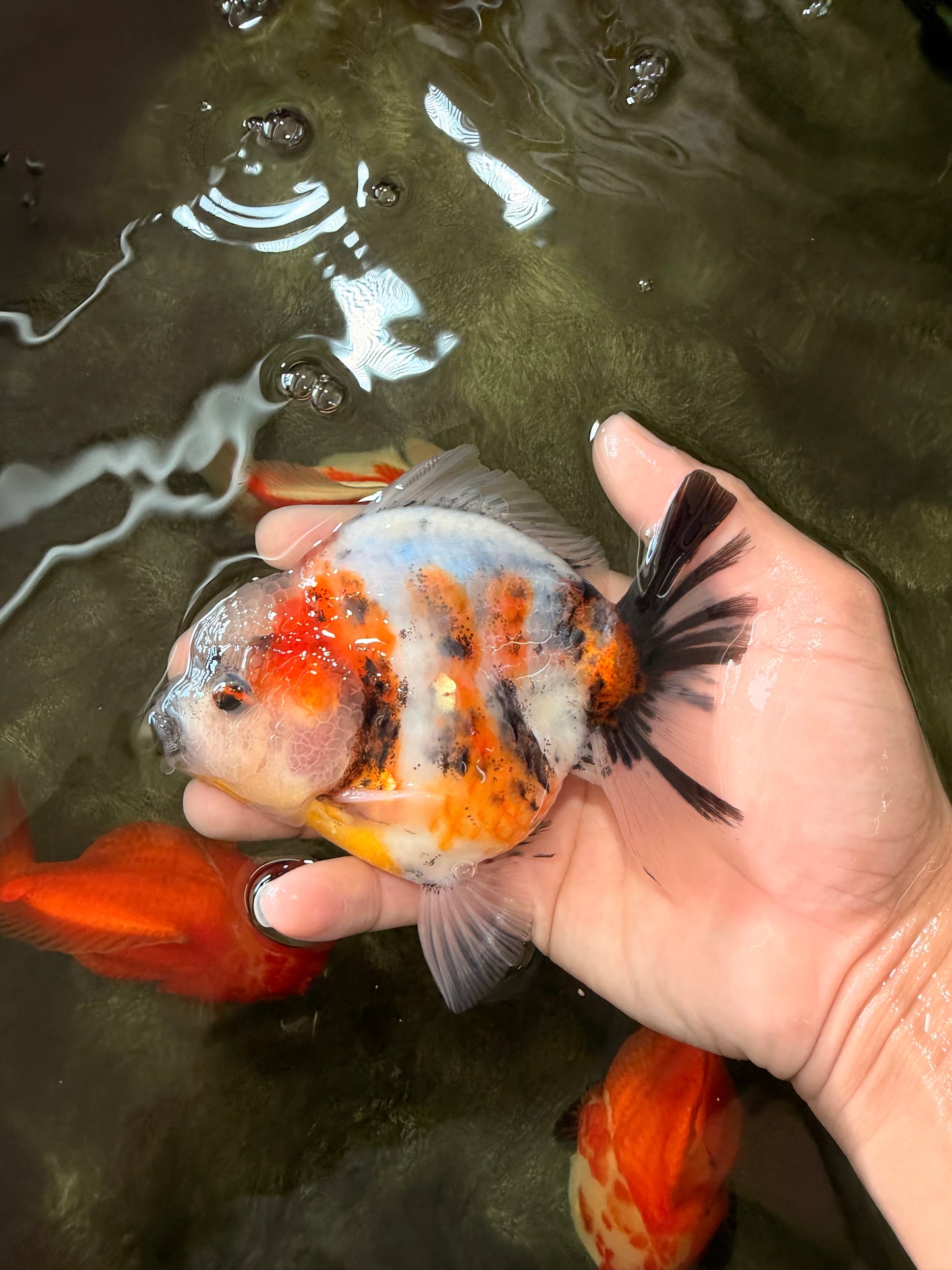 A Grade Sanke Oranda Male 4.5-5 inches #082126OR_25