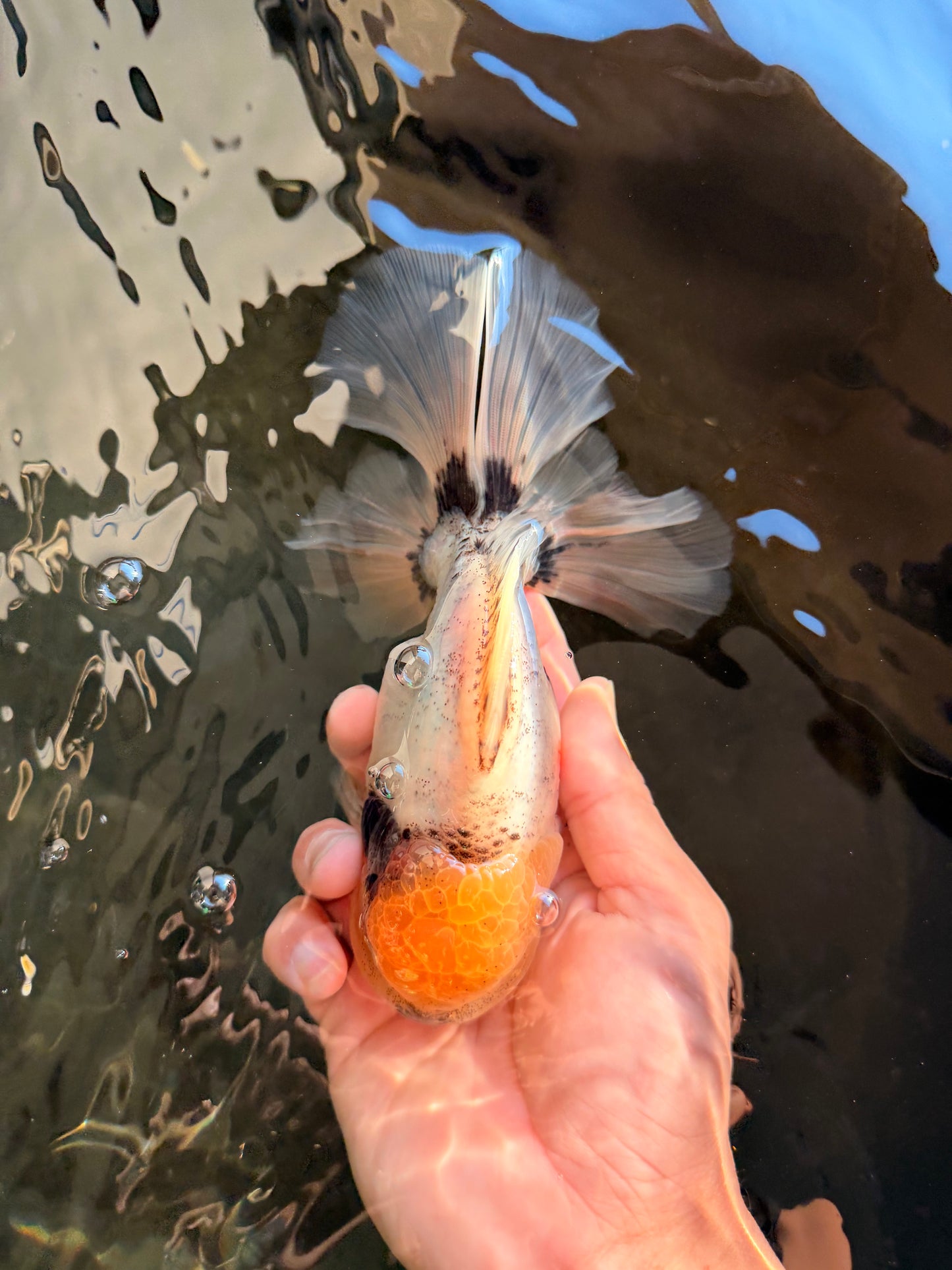 CHONKY AAA Grade Marble Button Eyes Oranda Male 6 inches #061926OR_27