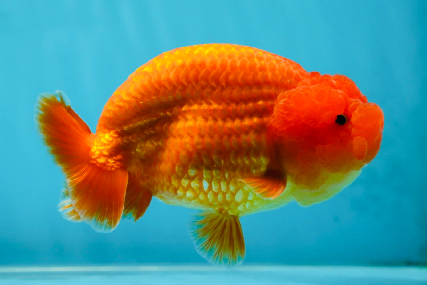 AAA Grade Solid Red LionKing 4.5  inches #052325LC_21